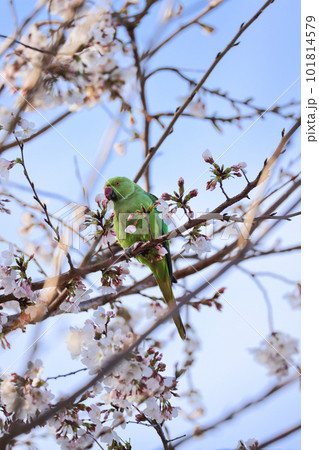 桜を食むオウム 桜を食むオウム 101814579