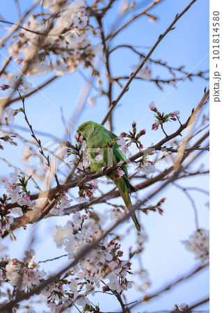 桜を食むオウム 101814580