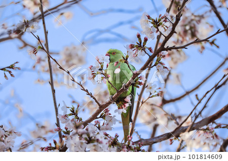 桜を食むオウム 桜を食むオウム 101814609