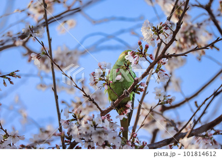 桜を食むオウム 桜を食むオウム 101814612