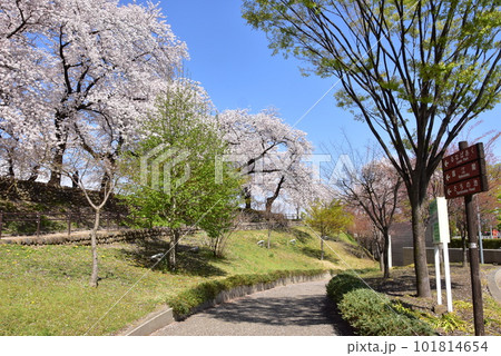 前橋市 前橋公園散策路と満開桜並木と土塁と前橋公園道しるべと新緑 前橋市 前橋公園散策路と満開桜並木と土塁と前橋公園道しるべと新緑 101814654