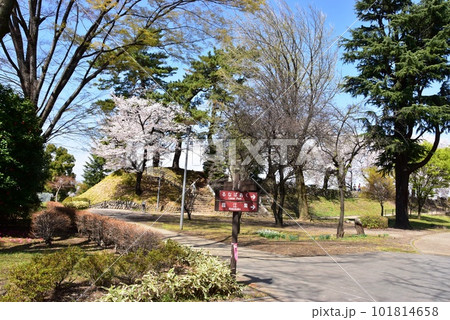 前橋市 前橋公園散策路と満開桜と新緑と前橋公園道しるべ 前橋市 前橋公園散策路と満開桜と新緑と前橋公園道しるべ 101814658