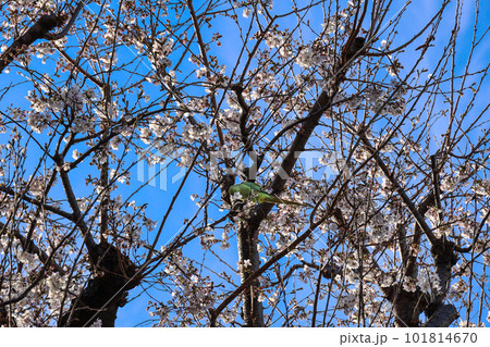 桜を食むオウム 桜を食むオウム 101814670