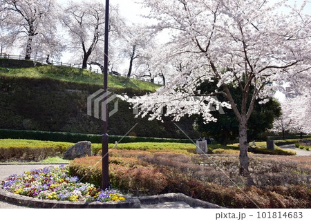 前橋市 前橋公園土塁と満開桜並木と散策路 前橋市 前橋公園土塁と満開桜並木と散策路 101814683