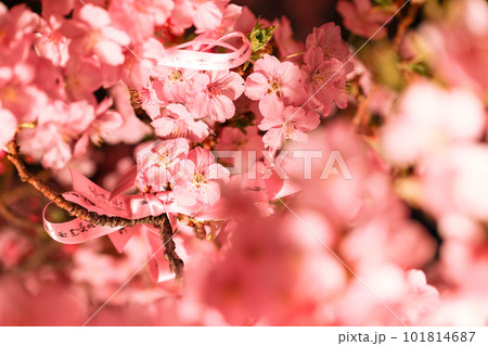 夜に訪れた桜神宮の境内にある河津桜と花帯 夜に訪れた桜神宮の境内にある河津桜と花帯 101814687