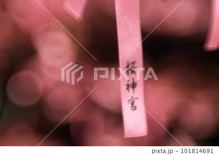 夜に訪れた桜神宮の境内にある河津桜と花帯 101814691