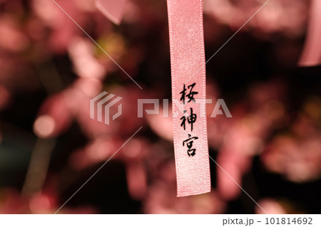 夜に訪れた桜神宮の境内にある河津桜と花帯 夜に訪れた桜神宮の境内にある河津桜と花帯 101814692