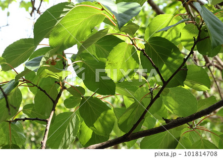 自然　植物　シマサルナシ、つる性の植物。大きめの葉が宿主の木を覆うように茂ります 101814708