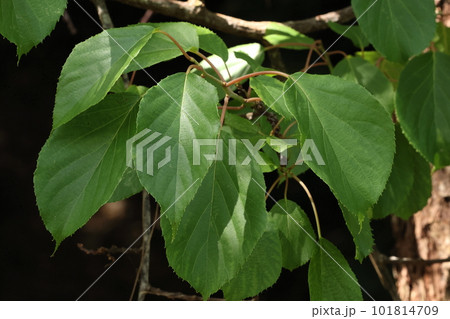 自然　植物　シマサルナシ、葉は二十センチほどにもなります。針状になった鋸歯も特徴の一つ 101814709