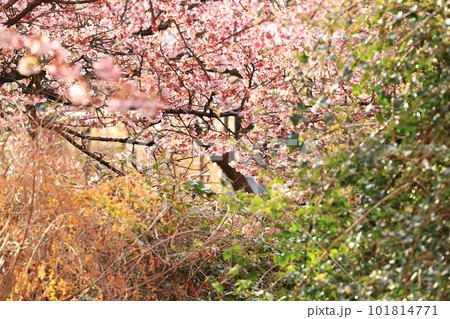静岡県 熱海温泉 あたみ桜 静岡県 熱海温泉 あたみ桜 101814771
