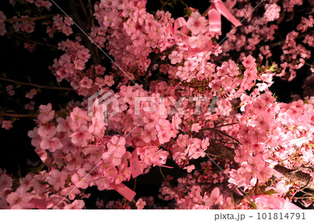 夜に訪れた桜神宮の境内にある河津桜と花帯 夜に訪れた桜神宮の境内にある河津桜と花帯 101814791