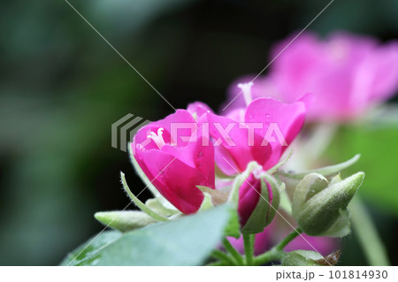 ドムベア・セミノールの花の蕾と雨雫 101814930