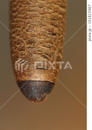 自然　植物　ヤエヤマヒルギ、呼吸根を沢山地面に降しタコ足状の姿になります。こちらは呼吸根の先端です 101815067