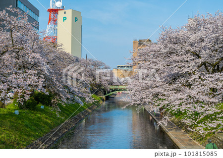 青空と満開の見ごろを迎えた松川べりの桜並木|富山県富山市 青空と満開の見ごろを迎えた松川べりの桜並木|富山県富山市 101815085