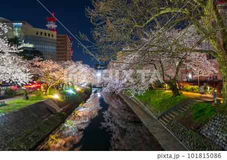 松川公園の川沿いで美しくライトアップされた桜並木｜富山県富山市 101815086