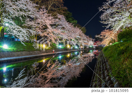 松川公園の川沿いで美しくライトアップされた桜並木｜富山県富山市 101815095