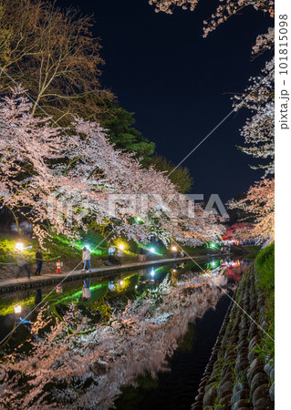 松川公園の川沿いで美しくライトアップされた桜並木｜富山県富山市 101815098