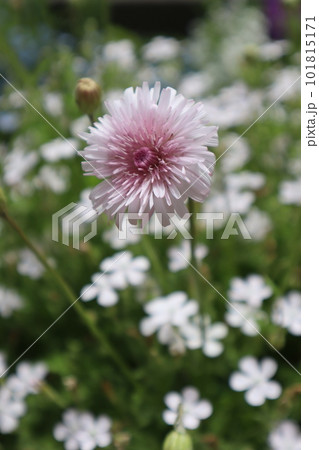 庭の花壇に咲く桃色たんぽぽ 庭の花壇に咲く桃色たんぽぽ 101815171