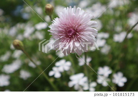 庭の花壇に咲く桃色たんぽぽ 庭の花壇に咲く桃色たんぽぽ 101815173