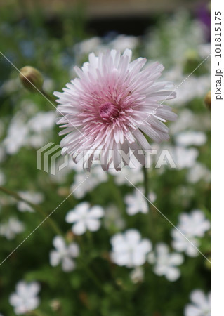庭の花壇に咲く桃色たんぽぽ 庭の花壇に咲く桃色たんぽぽ 101815175