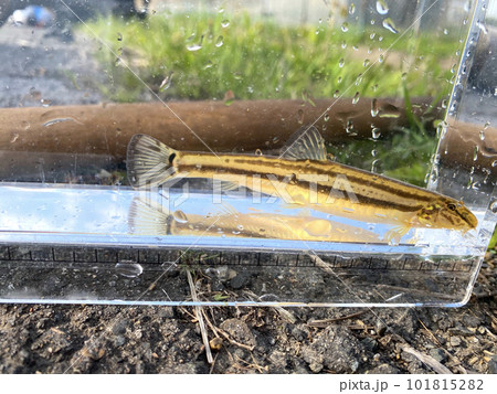 オオガタスジシマドジョウ 琵琶湖 オオガタスジシマドジョウ 琵琶湖 101815282