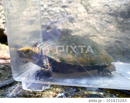 ニホンイシガメ ニホンイシガメ 101815283