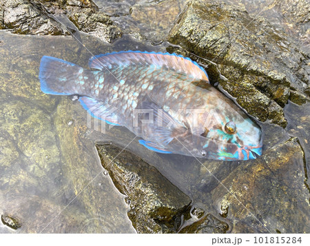 アオブダイ アオブダイ 101815284