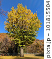 イチョウ 101815504