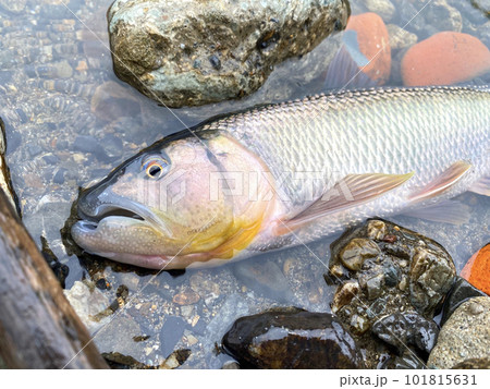 琵琶湖のハス 魚 琵琶湖のハス 魚 101815631