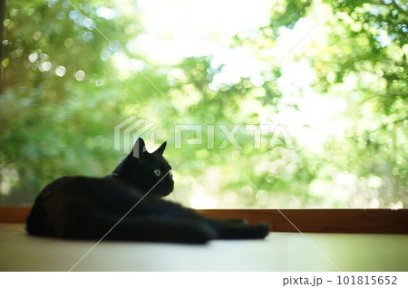 青葉の茂る庭を背景にくつろぐ黒猫 青葉の茂る庭を背景にくつろぐ黒猫 101815652