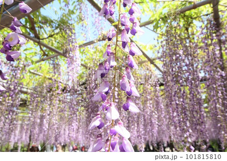 五万石藤まつり(岡崎市) 101815810