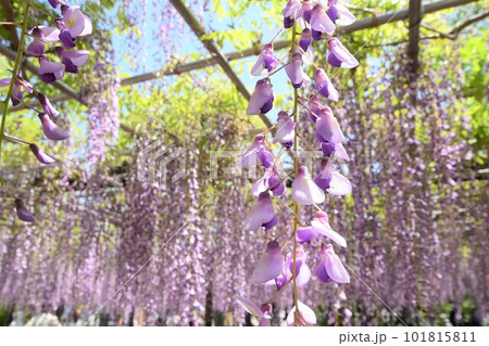 五万石藤まつり(岡崎市) 101815811