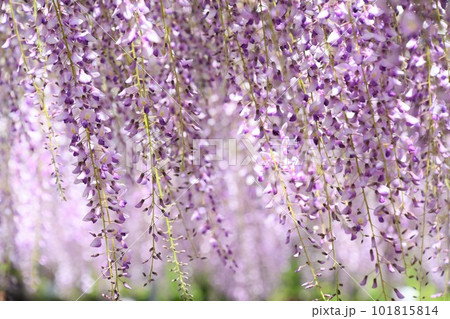 五万石藤まつり(岡崎市) 五万石藤まつり(岡崎市) 101815814