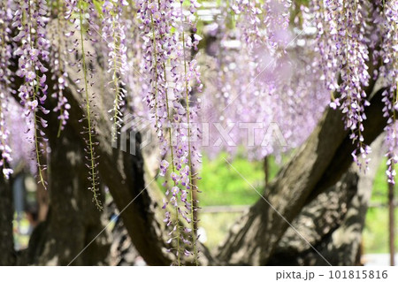 五万石藤まつり(岡崎市) 101815816