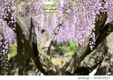 五万石藤まつり(岡崎市) 五万石藤まつり(岡崎市) 101815817