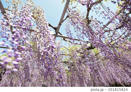 五万石藤まつり(岡崎市) 五万石藤まつり(岡崎市) 101815824