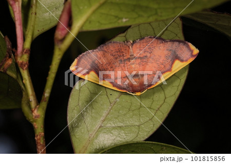 生き物 昆虫 オオマエキトビエダシャク、本州から沖縄に分布しているそうです。どちらかと言うと南方系 生き物 昆虫 オオマエキトビエダシャク、本州から沖縄に分布しているそうです。どちらかと言うと南方系 101815856