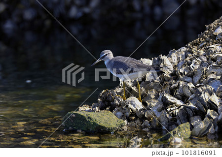 キアシシギ　干潟で体力作り 101816091