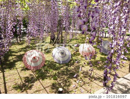 ふじの花と和傘のコラボ(岡崎) ふじの花と和傘のコラボ(岡崎) 101816097