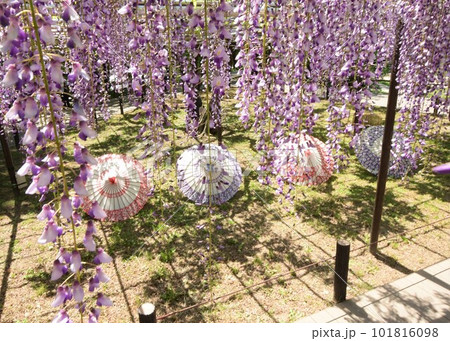 ふじの花と和傘のコラボ(岡崎) 101816098