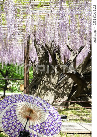 ふじの花と和傘のコラボ(岡崎) ふじの花と和傘のコラボ(岡崎) 101816122