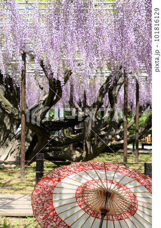 ふじの花と和傘のコラボ(岡崎) 101816129