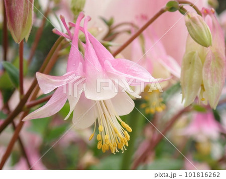 春の花々 101816262