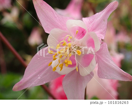 春の花々 春の花々 101816263