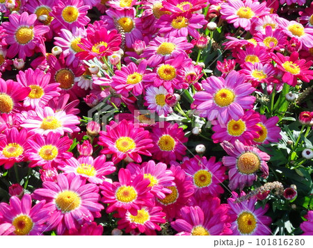 春の花々 101816280