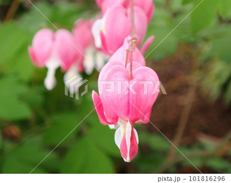 春の花々 春の花々 101816296