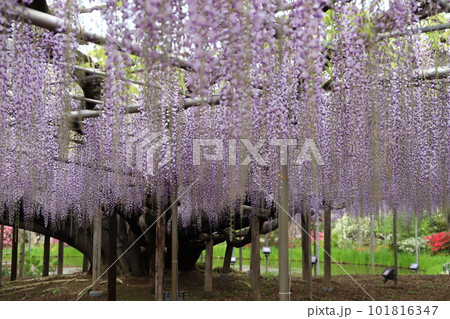 春の花々 101816347