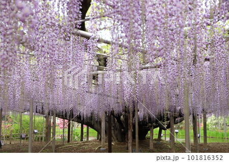 春の花々 春の花々 101816352