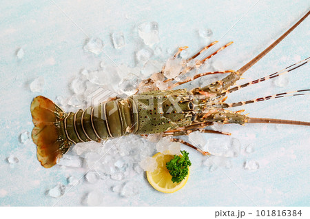 spiny lobster seafood on ice, fresh lobster or rock lobster with herb and spices lemon coriander parsley on background, raw spiny lobster for cooking food or seafood market 101816384