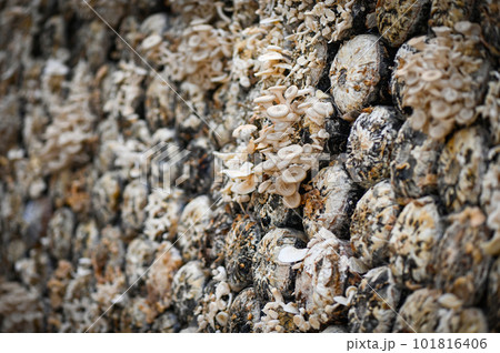mushroom farm with fresh mushroom growing on mushroom spawn - Lentinus squarrosulus mushroom farm with fresh mushroom growing on mushroom spawn - Lentinus squarrosulus 101816406